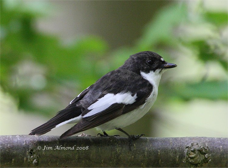Pied Flycatcher Purlogue 23 5 08  IMG_7081
